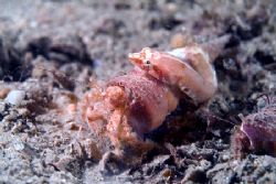 Piggy back cling fish,Isle of lewis Scotland.60mm,twin SB... by Derek Haslam 